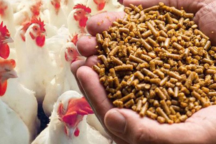 Poultry Feed